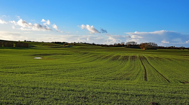 Foto vista panorámica de un campo agrícola contra el cielo