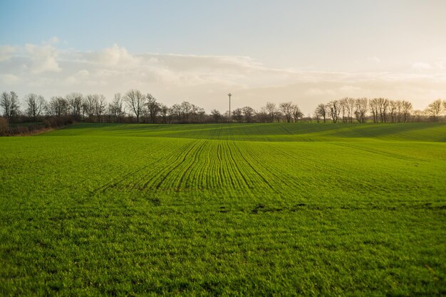 Foto vista panorámica de un campo agrícola contra el cielo