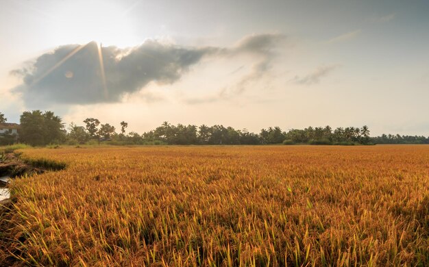 Foto vista panorámica de un campo agrícola contra el cielo