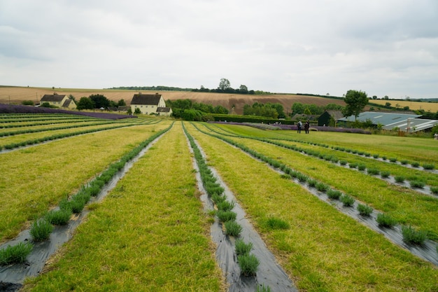 Vista panorámica de un campo agrícola contra el cielo