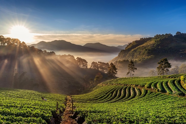 Vista panorámica de un campo agrícola contra el cielo