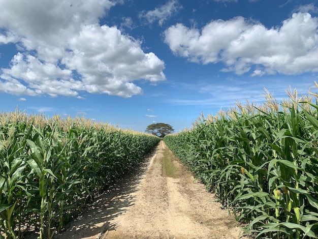 Foto vista panorámica de un campo agrícola contra el cielo