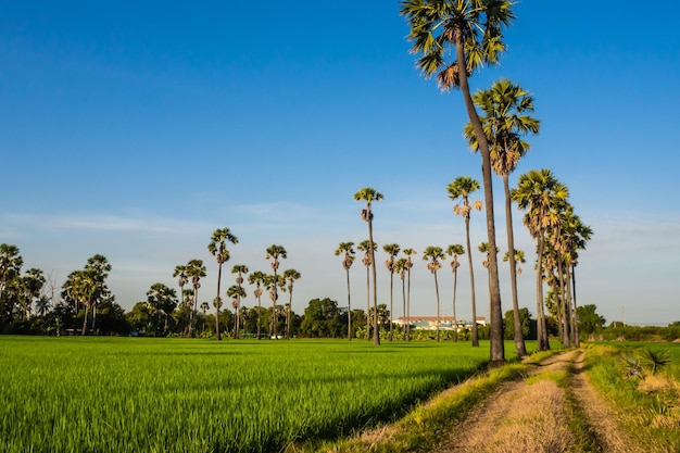 Foto vista panorámica de un campo agrícola contra el cielo