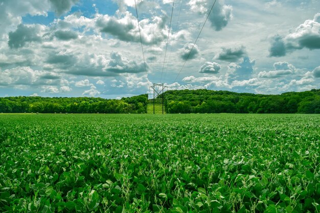 Vista panorámica de un campo agrícola contra el cielo