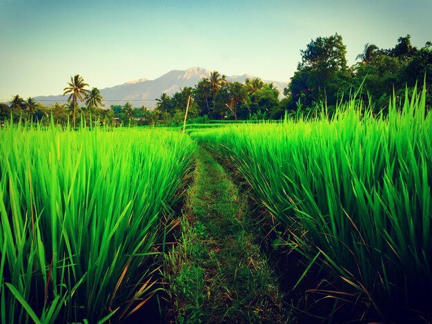 Vista panorámica de un campo agrícola contra el cielo