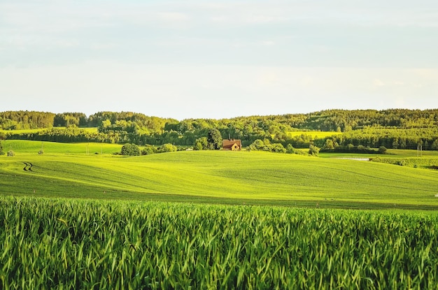 Vista panorámica de un campo agrícola contra el cielo