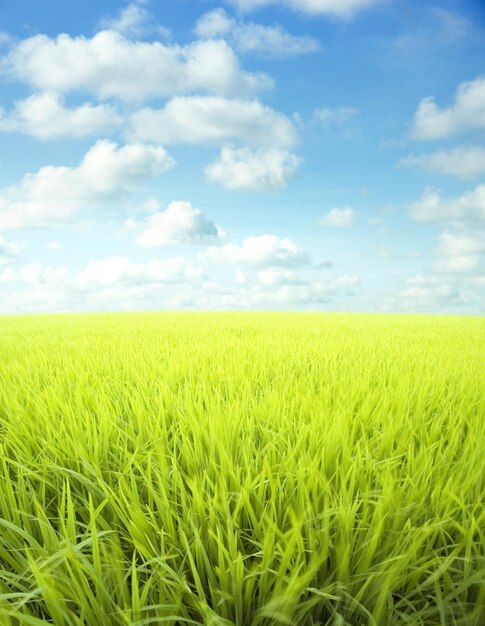 Foto vista panorámica de un campo agrícola contra el cielo