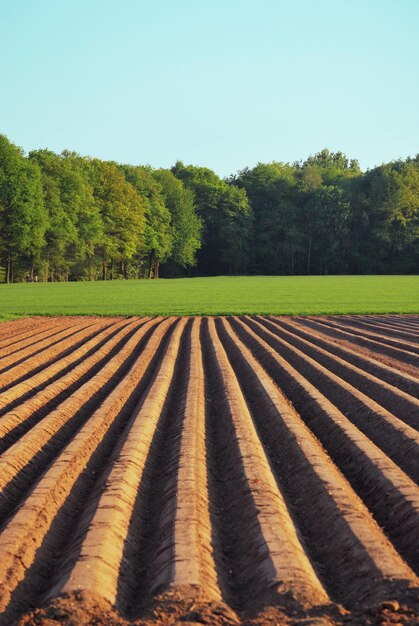 Foto vista panorámica de un campo agrícola contra el cielo