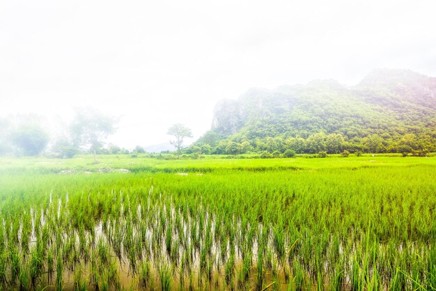 Foto vista panorámica de un campo agrícola contra el cielo