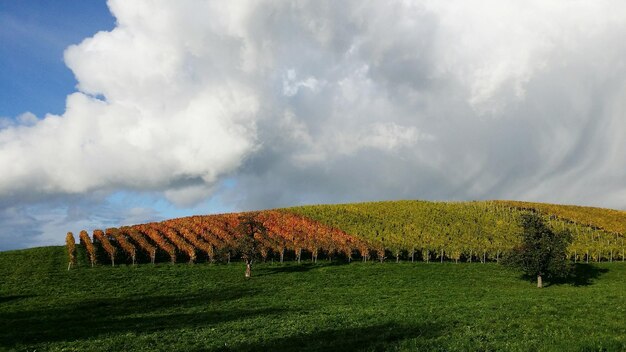 Foto vista panorámica de un campo agrícola contra el cielo