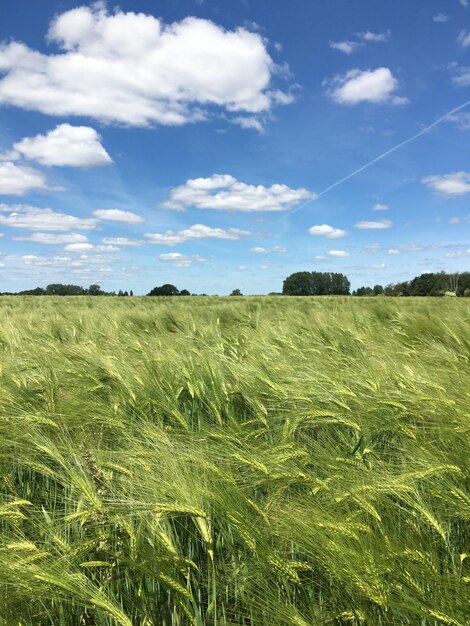 Foto vista panorámica de un campo agrícola contra el cielo