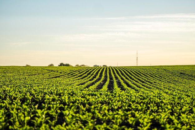 Foto vista panorámica de un campo agrícola contra el cielo