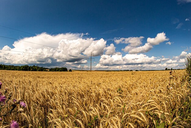 Foto vista panorámica de un campo agrícola contra el cielo