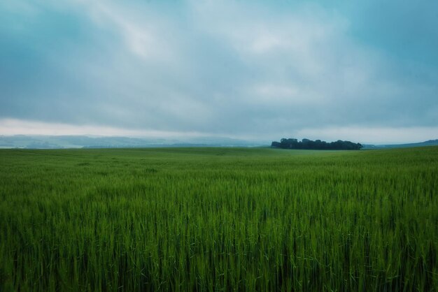 Foto vista panorámica de un campo agrícola contra el cielo