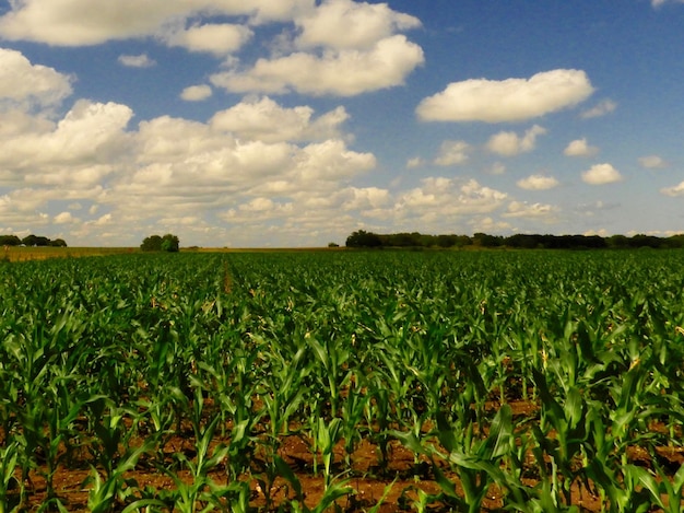 Foto vista panorámica de un campo agrícola contra el cielo