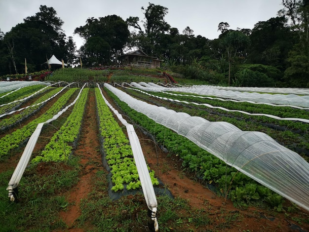 Foto vista panorámica de un campo agrícola contra el cielo