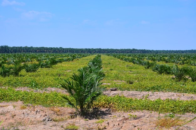 Vista panorámica de un campo agrícola contra el cielo