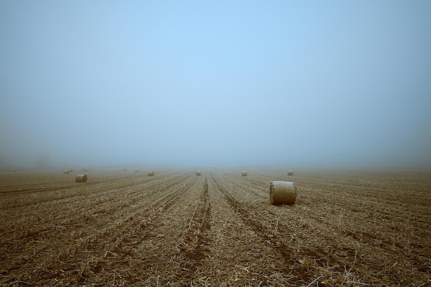 Vista panorámica de un campo agrícola contra el cielo