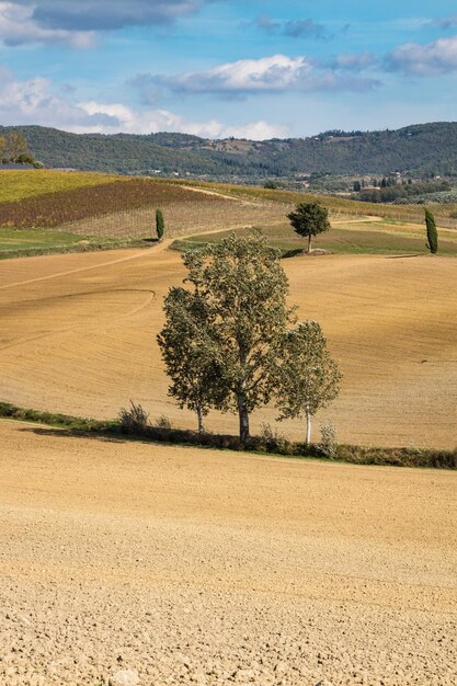 Vista panorámica de un campo agrícola contra el cielo