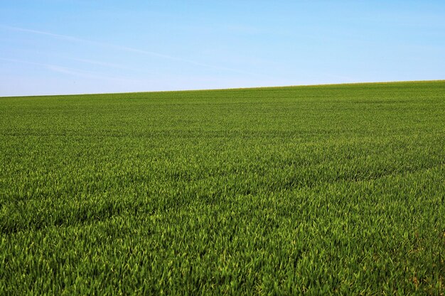 Foto vista panorámica de un campo agrícola contra el cielo