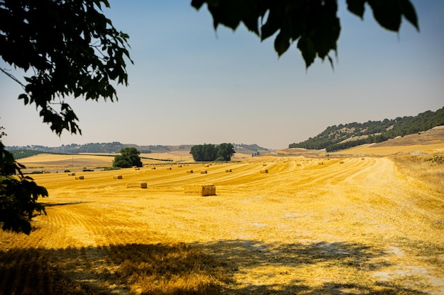 Vista panorámica de un campo agrícola contra el cielo