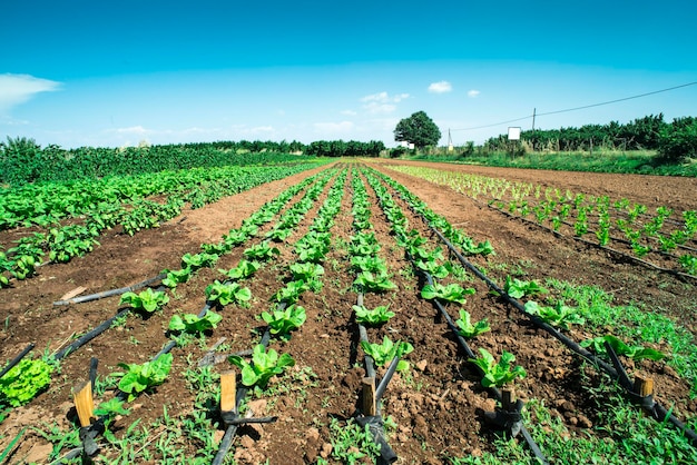 Vista panorámica de un campo agrícola contra el cielo