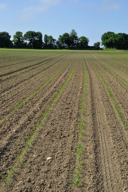 Vista panorámica de un campo agrícola contra el cielo