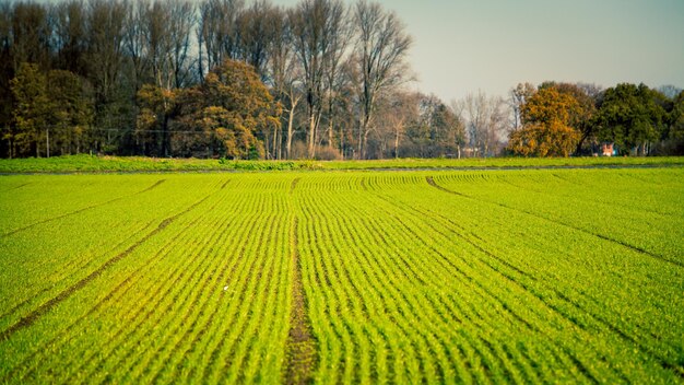 Foto vista panorámica de un campo agrícola durante el otoño