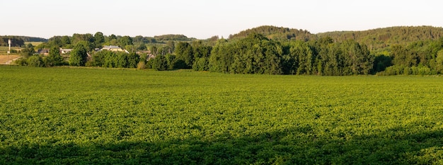 Vista panorámica de un campo agrícola verde y cielo despejado sin nubes Hermoso prado y bosque verde en el horizonte