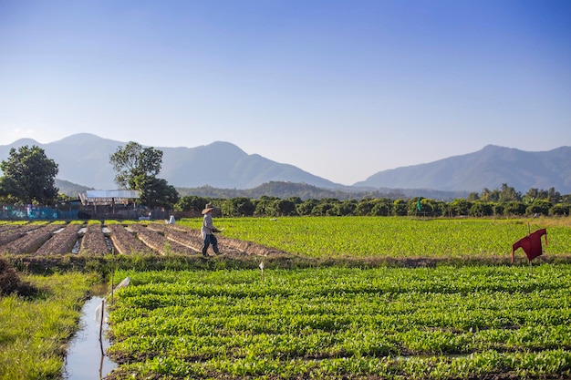 Vista panorámica de un campo agrícola