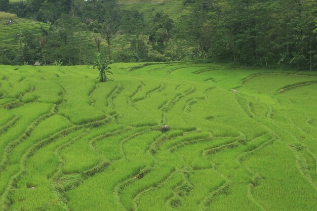 Foto vista panorámica de un campo agrícola