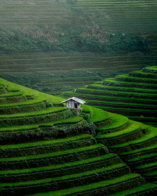 Vista panorámica de un campo agrícola