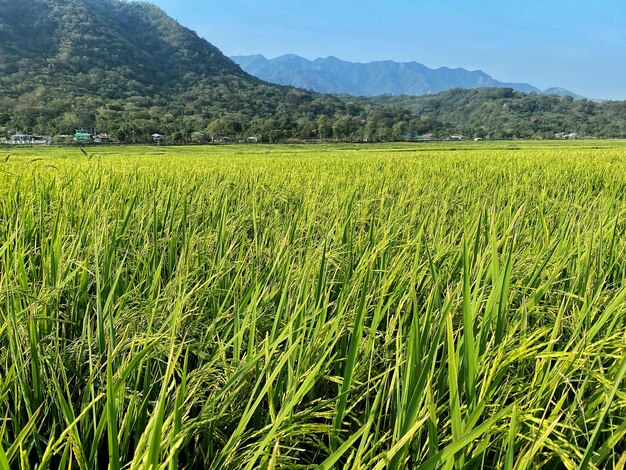 Foto vista panorámica de un campo agrícola