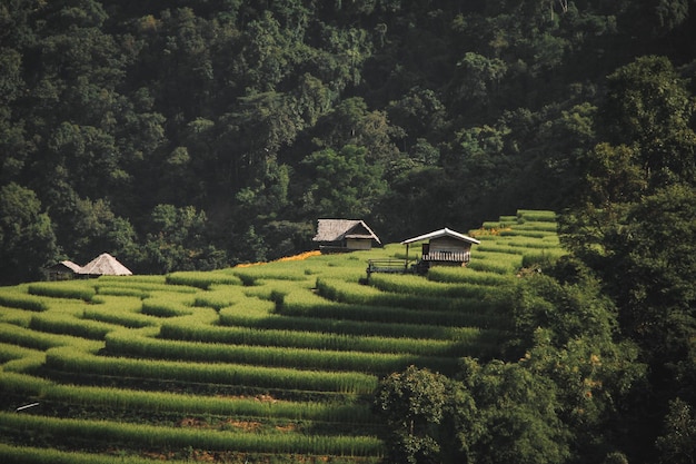 Vista panorámica de un campo agrícola