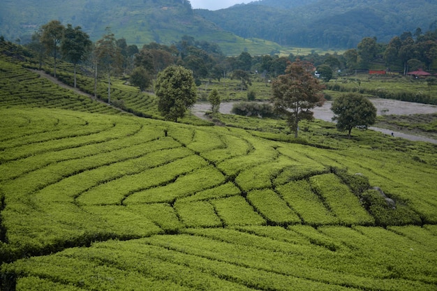 Vista panorámica de un campo agrícola