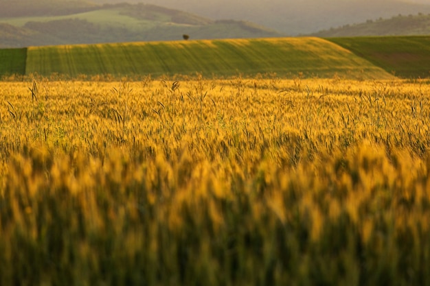 Foto vista panorámica de un campo agrícola