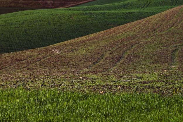 Vista panorámica de un campo agrícola