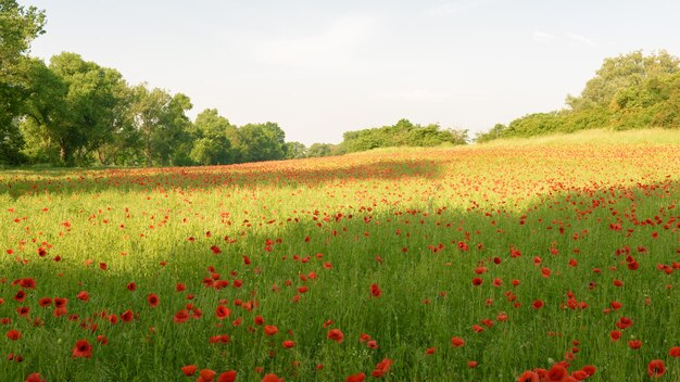 Vista panorámica de un campo de amapolas contra el cielo