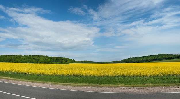 Vista panorámica del campo amarillo de la colza floreciente Brassica napus hermoso fondo de cielo azul