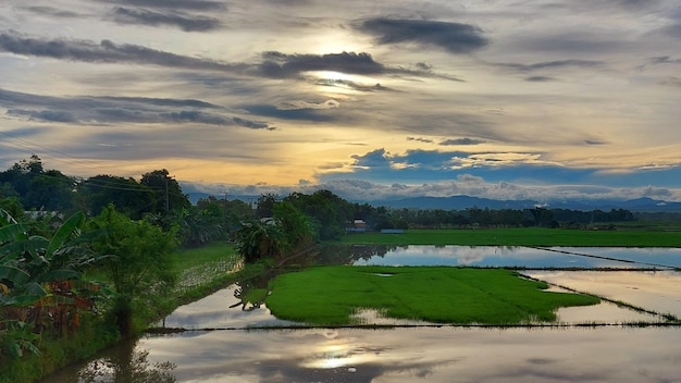 Vista panorámica de un campo de arroz bajo un cielo nublado en Nueva Ecija, Filipinas, durante el amanecer