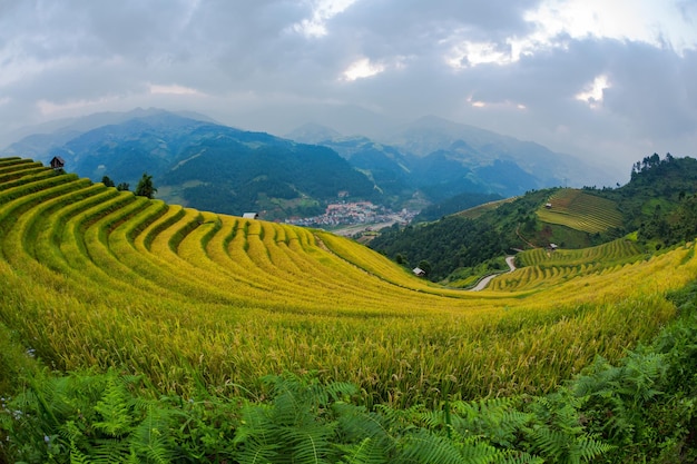 Vista panorámica del campo de arroz contra el cielo