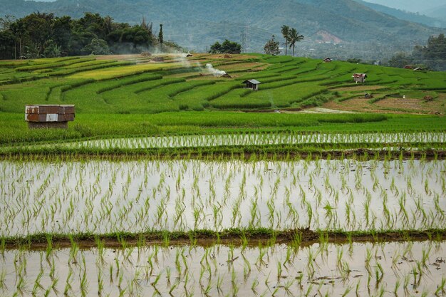 Foto vista panorámica del campo de arroz