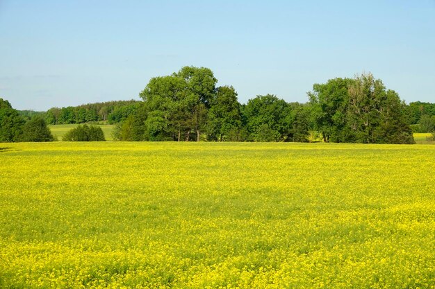 Vista panorámica de un campo de colza contra un cielo despejado