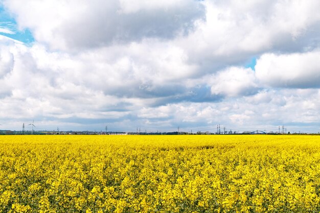 Foto vista panorámica de un campo de colza contra un cielo nublado