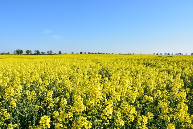 Foto vista panorámica del campo de colza contra el cielo