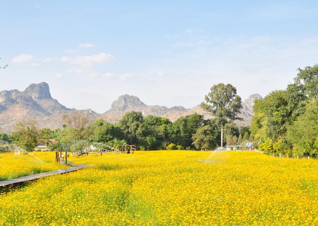 Vista panorámica del campo de colza contra el cielo