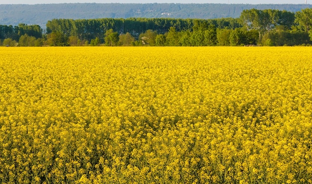 Vista panorámica del campo de colza