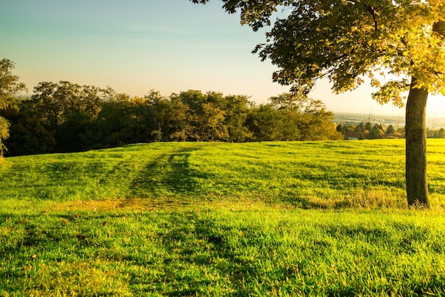 Foto vista panorámica del campo contra los árboles