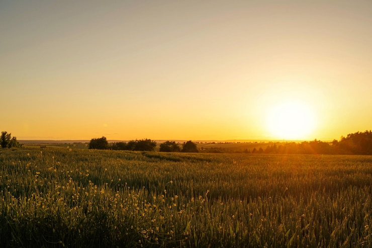 Foto vista panorámica del campo contra el cielo despejado durante la puesta de sol