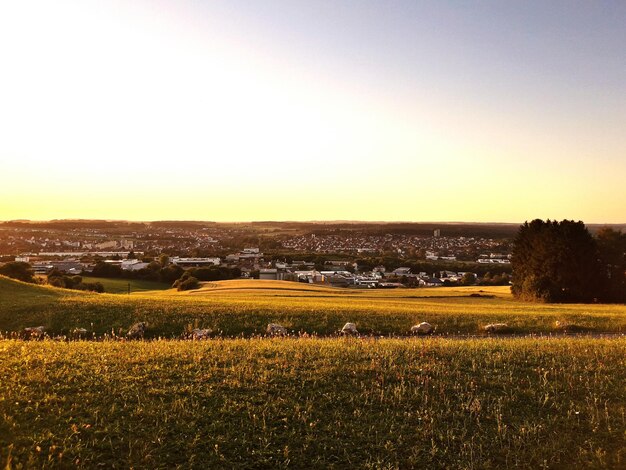 Foto vista panorámica del campo contra el cielo despejado durante la puesta de sol